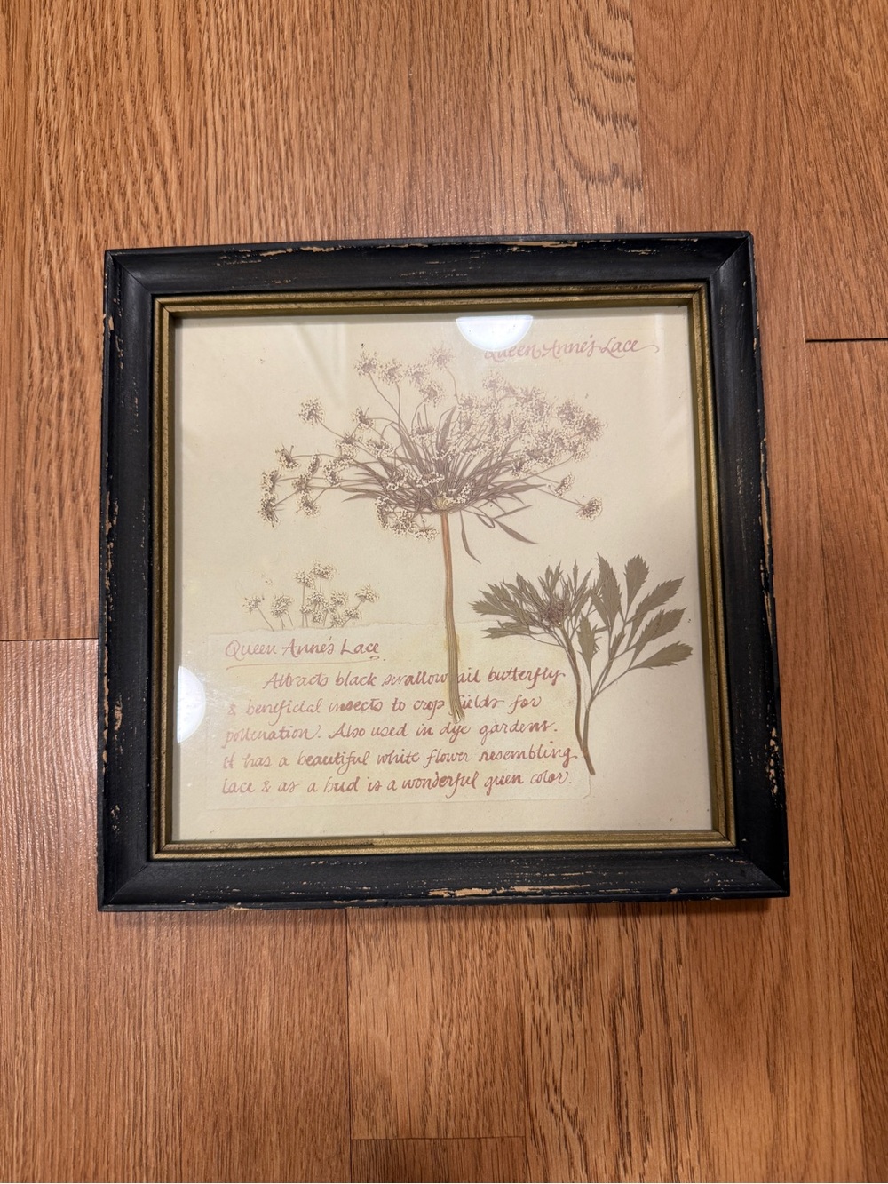 ✨ Queen Anne’s Lace wall decor